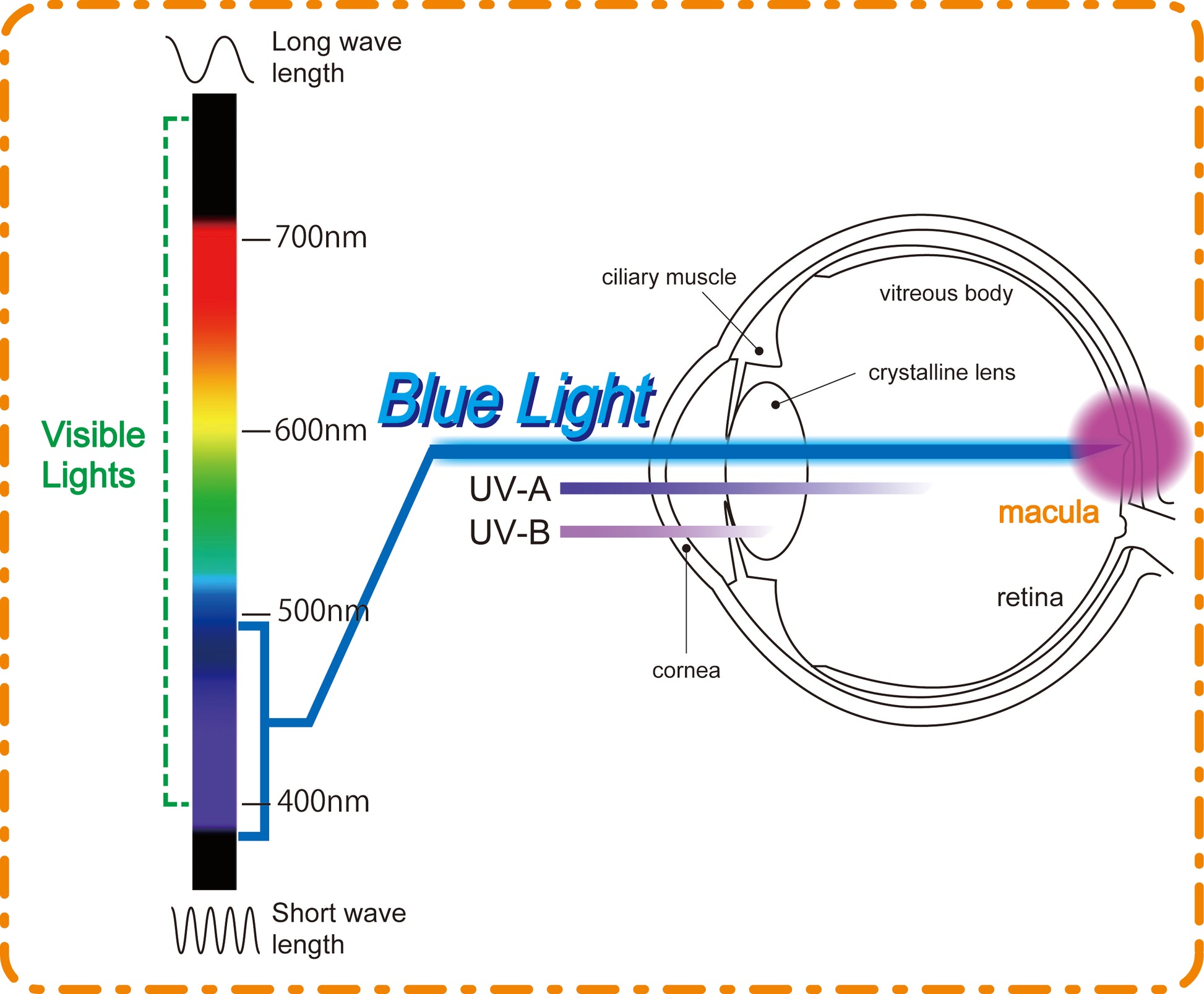 How Hazardous Blue Light effects the macula